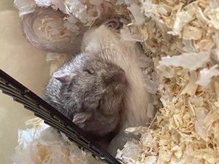 Willow and Luna sleeping