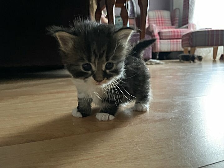 Wump at 5 weeks old, standing on a hardwood floor