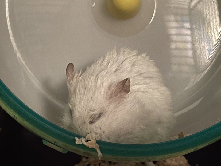 An image of a white hamster, Ghost, asleep in in a white and green wheel